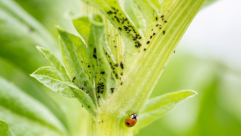 Marienkäfer ernähren sich von Blattläusen