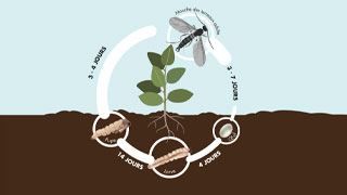 Comment empêcher les mouches du terreau d'endommager vos plants - RQS Blog