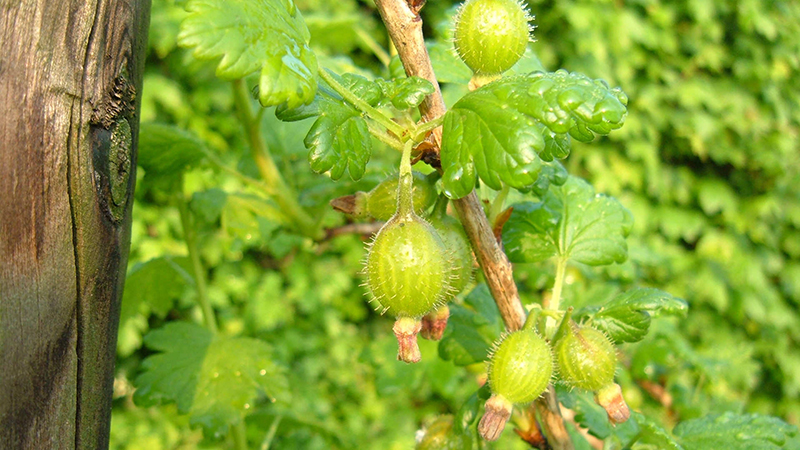 Fruitbomen: Wanneer Planten, Hoe Bemesten En Hoe Snoeien? - DCM