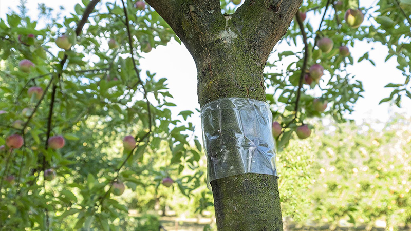 Bescherm je fruitbomen tegen kruipende insecten