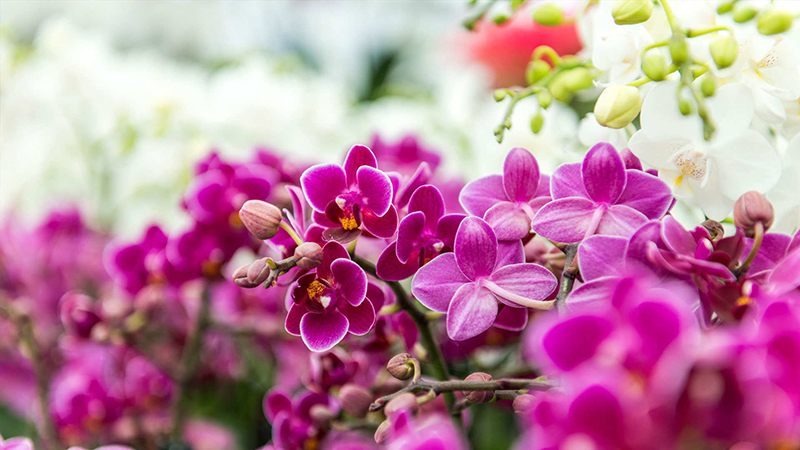 De fascinerende schoonheid van orchideeën