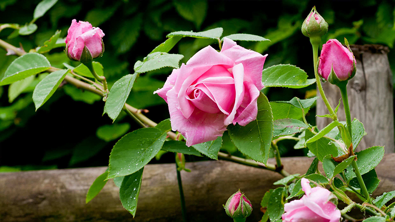Profiter de beaux rosiers tout au long de la saison ? Découvrez ici comment tailler et entretenir les rosiers pour une croissance vigoureuse et une floraison abondante.