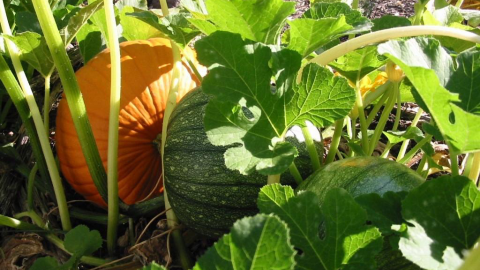 Herbst- und Wintergemüse erfolgreich selbst anbauen