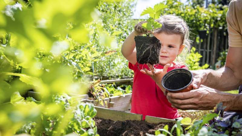 Planter et entretenir les fraisiers : tout ce que vous devez savoir