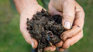 Améliorer le sol pour vos plantes : indispensable ou superflu ?