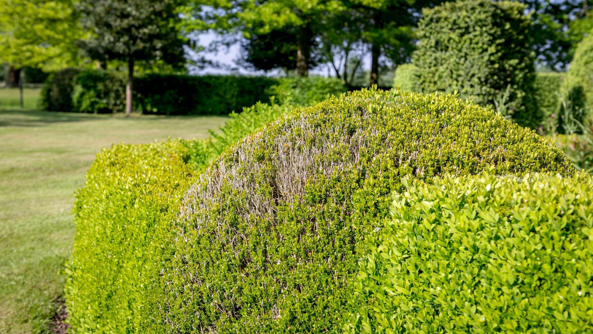 Répulsifs et anti-nuisibles : Entretien du jardin et jardin - botanic®