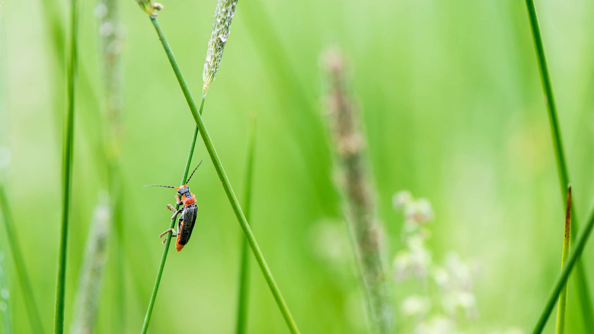 Les insectes jouent un rôle important au jardin Liège