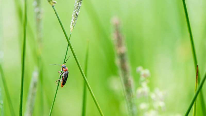 Herken de insecten in je tuin en bescherm je planten