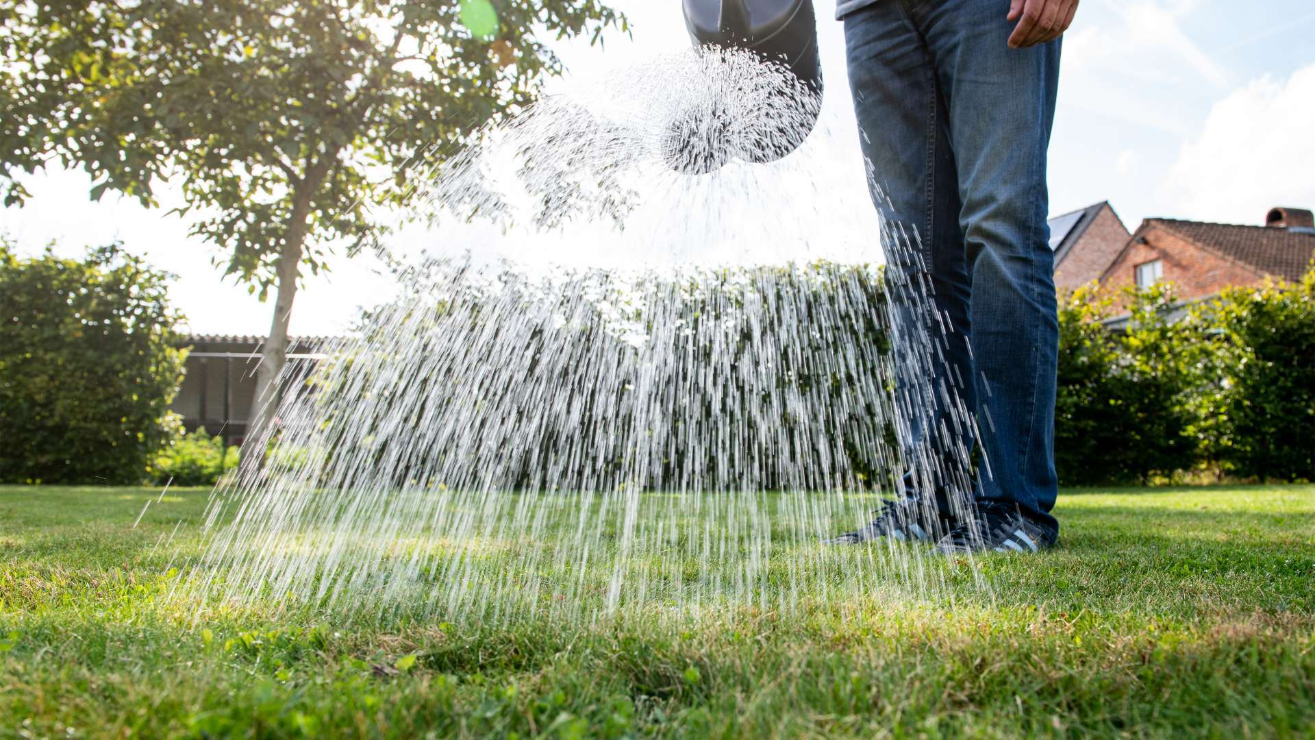 Nématodes contre les larves de tipules et thrips - DCM