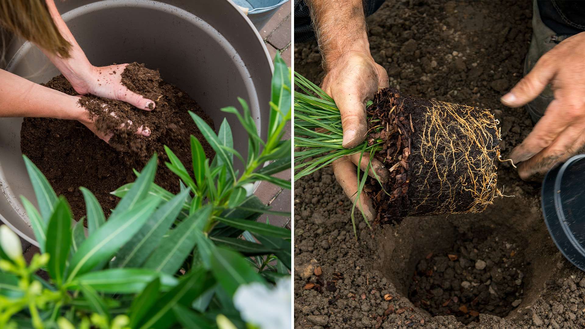 5 façons d'utiliser de la tourbe dans votre jardin