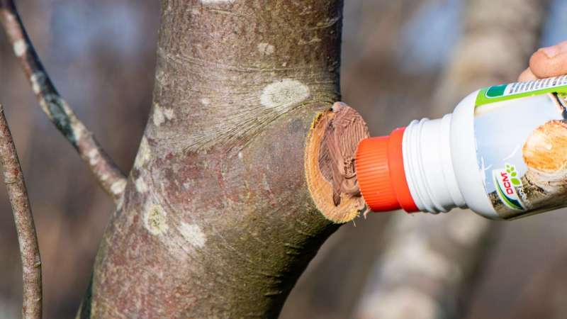 Taille des arbres : protégez bien les plaies de taille - DCM