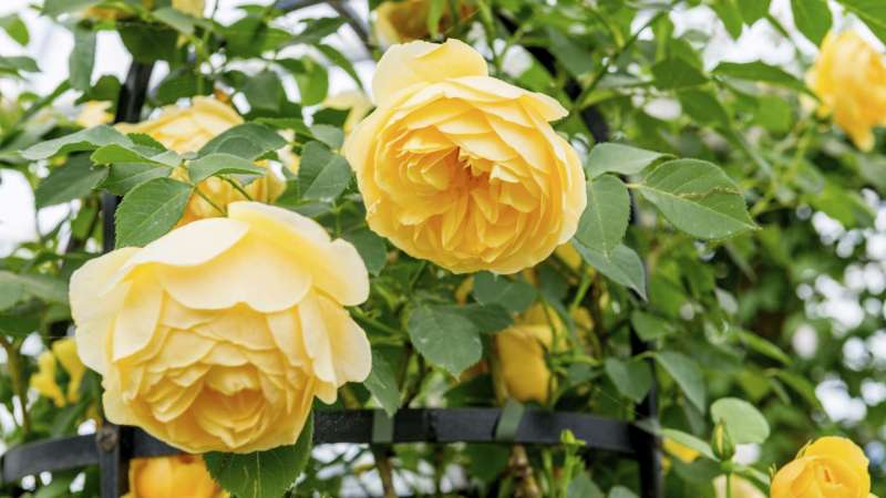 Profiter de beaux rosiers tout au long de la saison ? Découvrez ici comment tailler et entretenir les rosiers pour une croissance vigoureuse et une floraison abondante.
