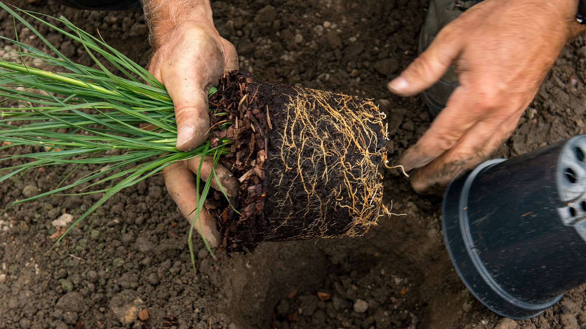 KIT RACINE PLANTE  Racines Saines et Fortes à Croissance Rapide ✓