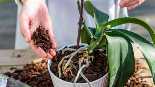 Orchideeën verpotten en verzorgen: tips voor een lange bloei