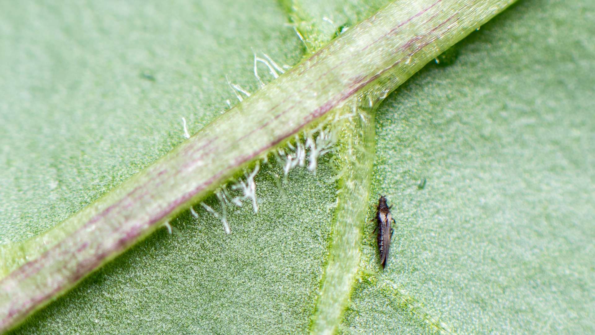 Combattez les larves de la mouche des terreaux avec des nématodes - DCM