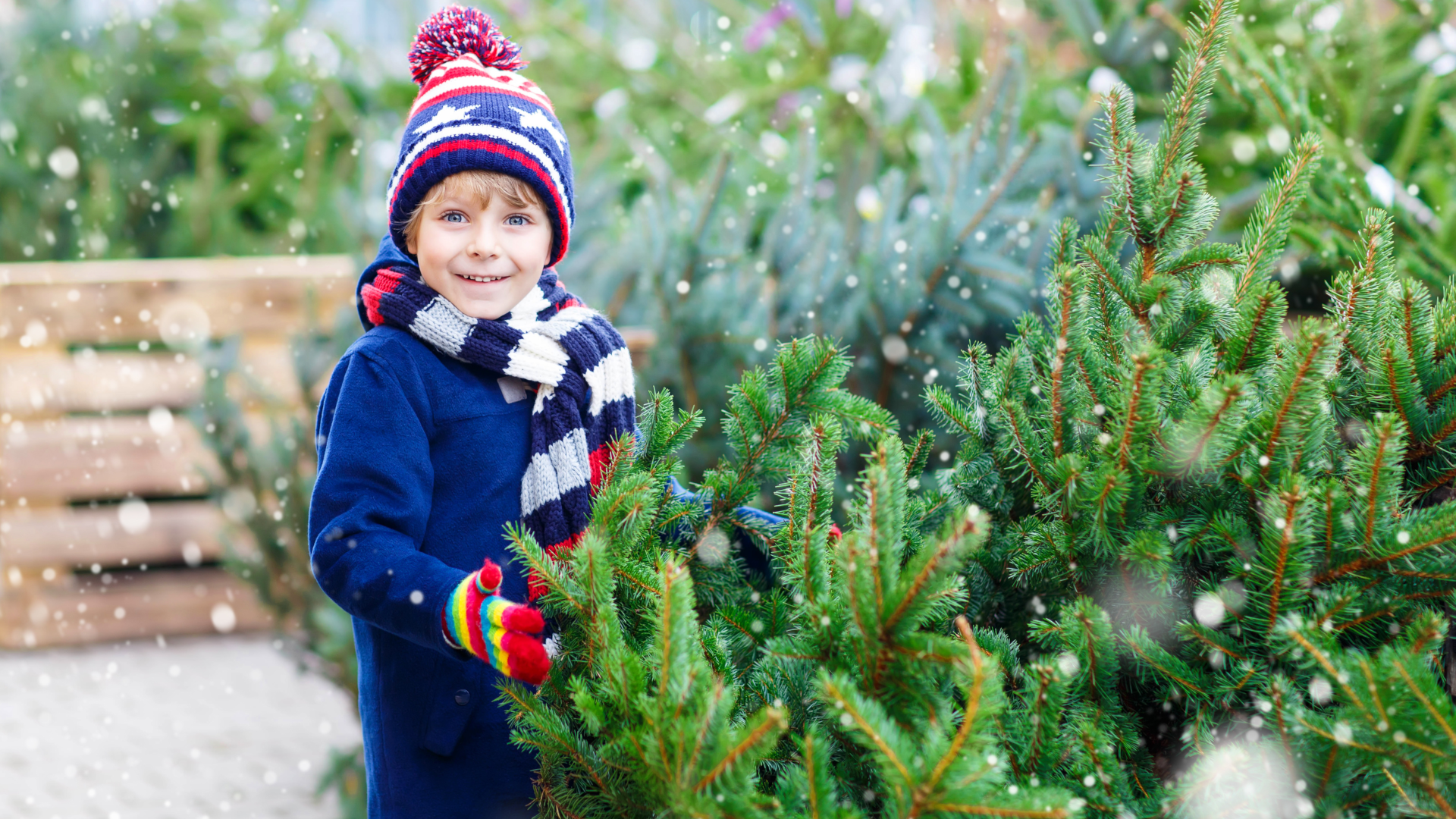 Weihnachtsbäume: die besten Sorten, die richtige Pflege und Nachhaltigkeits-Tipps