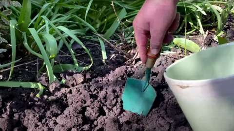 Planter des hostas : 4 étapes pour une plantation réussie - DCM