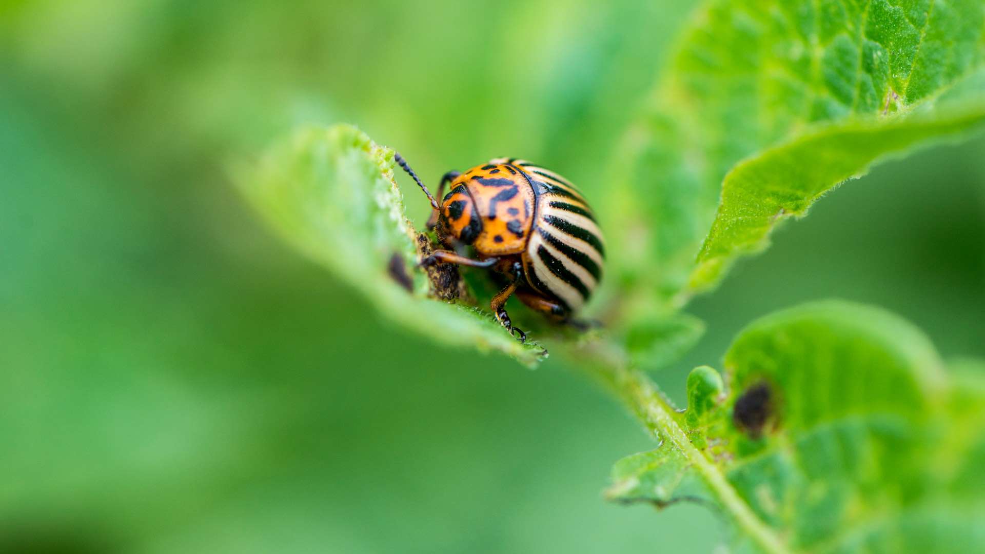 Herken de insecten in je tuin en bescherm je planten DCM