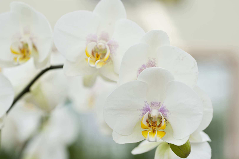 Les meilleurs soins pour votre orchidée - DCM