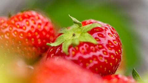 Erdbeeren
