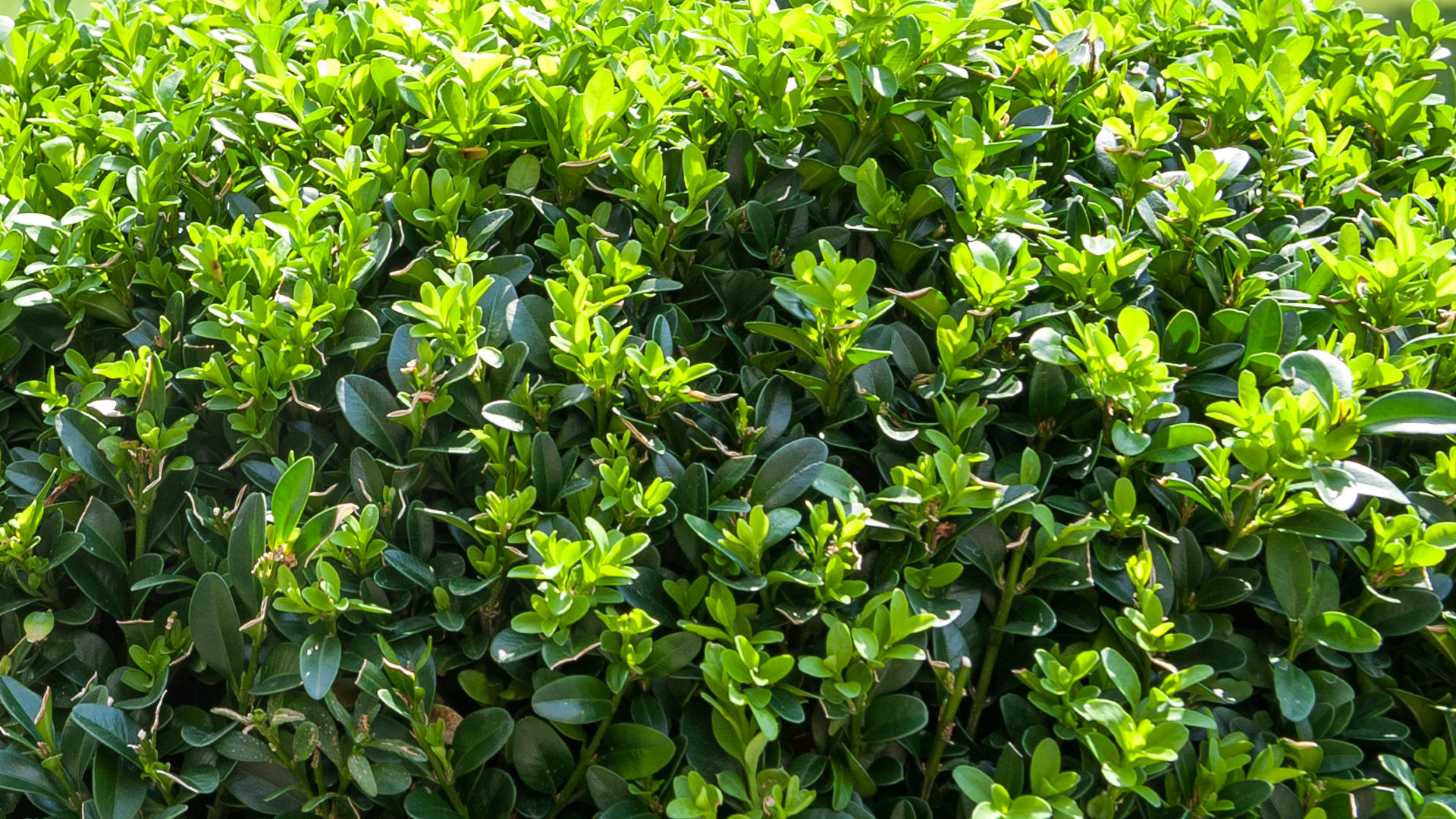 Buxus - Buxus Buxaceae - DCM