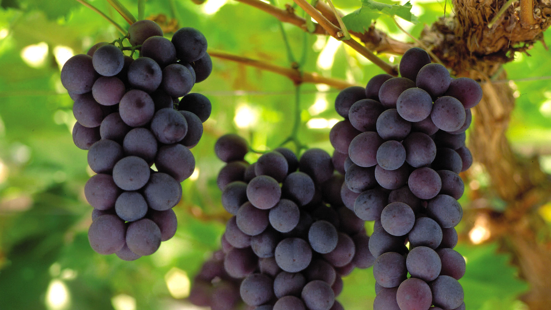 Druif Vitis vinifera Vitaceae DCM Druif Vitis vinifera Vitaceae DCM