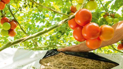 DCM Vitact® F Biostimulant, ideaal voor groenten