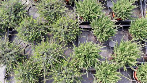 DCM Vitact® R - Biostimulant voor containerteelt