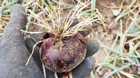 DCM Vitact® R - Biostimulant pour un meilleur enracinement des plantes cultivées en pleine terre