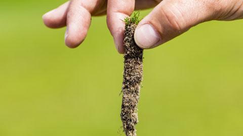 DCM Vitact® R - Biostimulant pour un meilleur enracinement du gazon