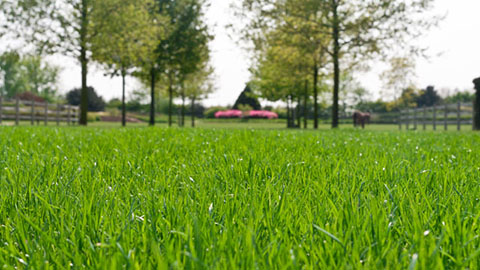 DCM START - ideaal in het vroege voorjaar of na het verticuteren