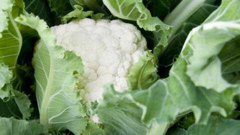 Proefresultaat: teelt vroege BIO bloemkolen met DCM ECOR® 3