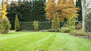 Sterke en groene grasmat in de herfst en winter met DCM MIX 6
