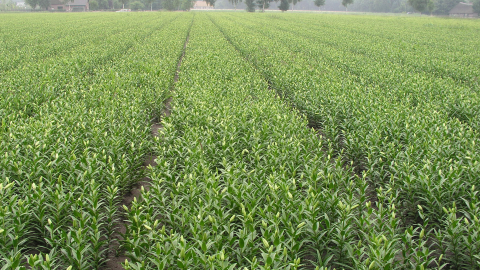 Bigger lily bulbs, more and better planting material with DCM VIVISOL®