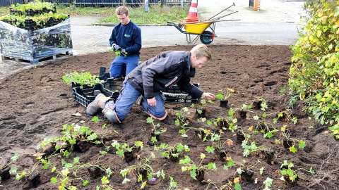 Landscaping company Satter Hoveniersbedrijf uses DCM soil improvers for good soil life and resilient plants