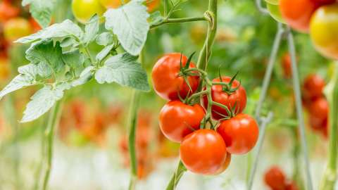 Ergebnisse mit PMV®-01?