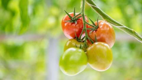 Wie PMV®-01 anwenden?