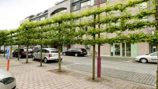 Düngung und Pflege von Stadtbäumen