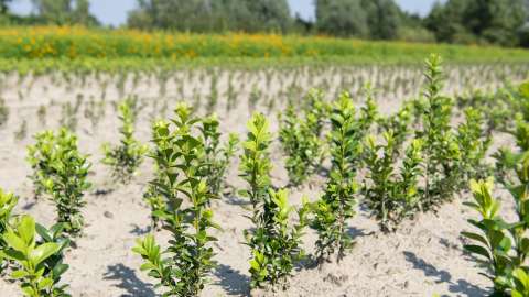 Versuchsergebnis DCM Xtra-MIX® 1