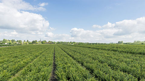 Innovatie: DCM Xtra-MIX® 1, meststof met extra lange gecontroleerde werking