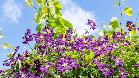 Zomerbemesting beplanting