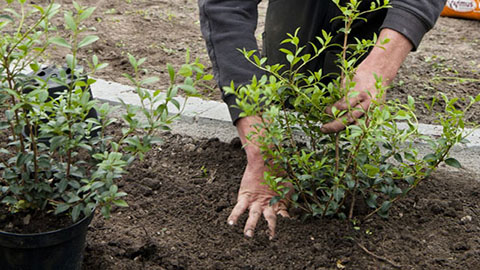 Standaardschema voor aanleg siertuin