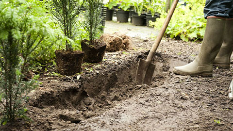 DCM VIVIMUS® voor een geslaagde aanplant
