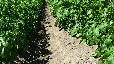 Increased yield in organic potato cultivation with DCM ECOR® 1