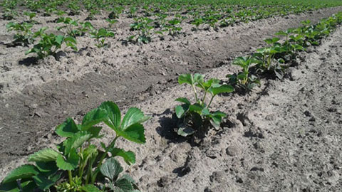DCM MIX 3: de ideale bemesting voor aardbeien