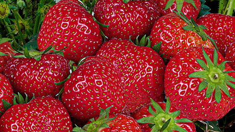 Proefresultaat DCM MIX 2 - Meer en betere aardbeien
