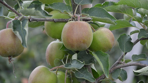 DCM MIX 5 als ideale Basisdüngung