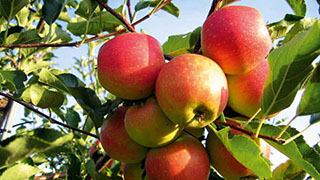 DCM VIVISOL im Obstanbau für eine gute Bodenstruktur und ein aktives Bodenleben