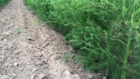 DCM VIVISOL® fördert den Ertrag und Qualität in Spargeljunganlagen