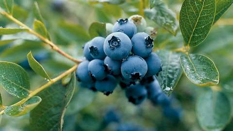 DCM Xtra-MIX® 1 in blueberry cultivation: optimum basic fertilization